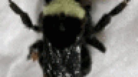 ◙ Li’l PINCH (←thang) ◙ pdib (←maker) ◙ not sayin’ (←just sayin’) ◙ shuh-ZAM ! (←hyperbole)